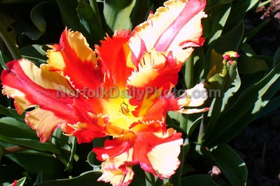 Flaming Parrot Tulip at Norfolk Botanical Gardens