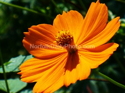 An+orange+flower