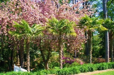 Windmill Palm Trees at Norfolk Botanical Gardens