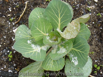 Snow on Cabbage Plant November 2008