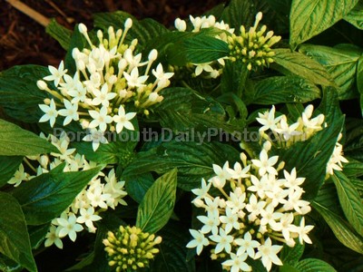 Bright white flowers near the High Street Landing in Olde Towne Portsmouth.