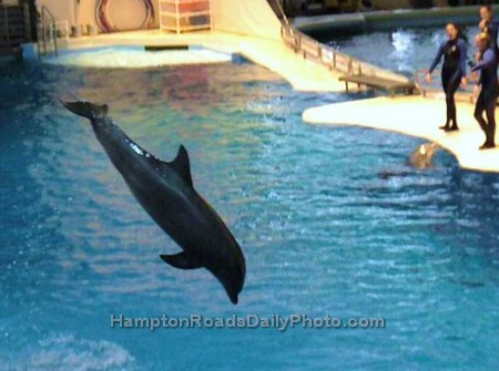 Dolphin Leaping at Baltimore Aquarium Dolphin Show