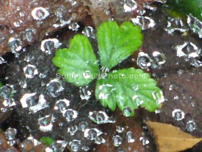 Water Drops Under Spider Web