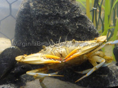 Virginia aquarium discount coupon