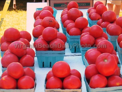 Fresh Tomatoes for Sale