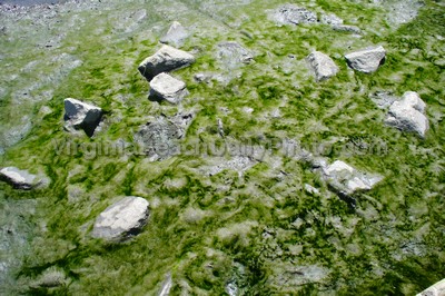 Mossy Rocks at Dozier Bridge Canoe Launch