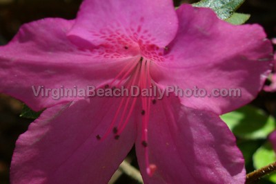 Pink Flower in Fragrance Garden at Red Wing Park