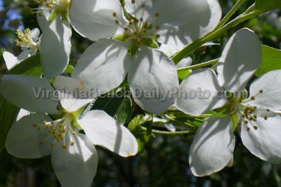 White flowers inside of the fragrance garden at Red Wing Park