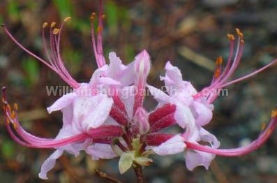 Mystery Pink Flower at Waller Mill Park in Williamsburg