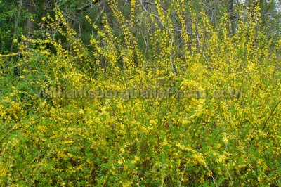 Happy Mother's Day! - Yellow Wildflowers from Colonial Parkway